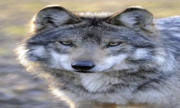 Ulven er genindvandret naturligt i 2012, og selvom der er tvivl om, hvor mange ulve der egentlig er i Danmark, er der ingen tvivl om, at der i dag er flere eksemplarer.