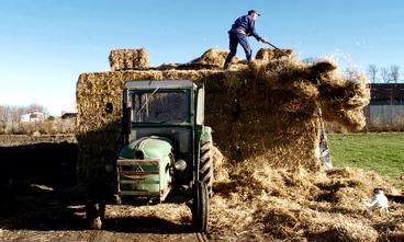 En landmand i Morsø, der ønsker at udvide sin produktion, får meget hurtigere svar på sin ansøgning om miljøgodkendelse end en landmand i Rebild. Foto: Lars Hansen / Polfoto
