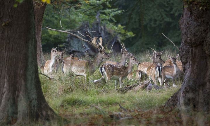 Det mest operationelle er at begynde genetableringen af naturzoner med vildere natur dér, hvor produktion på naturarealerne enten aldrig er foregået eller er ophørt, og hvor biodiversiteten endnu ikke er helt fældet eller pløjet til plukfisk.
