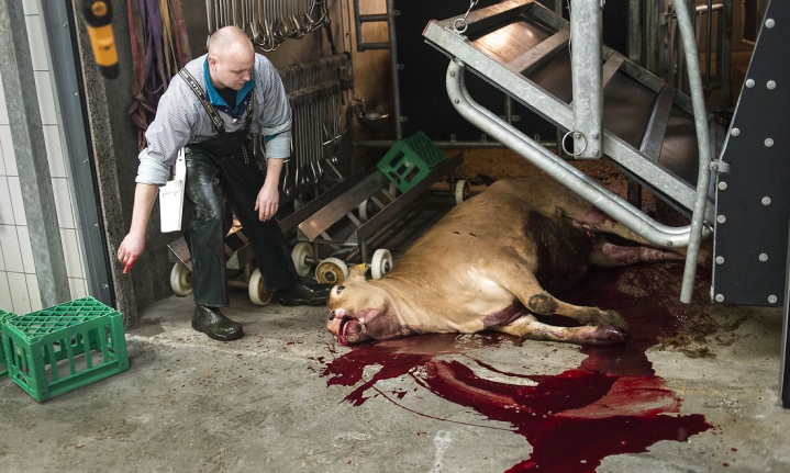Noget kønt syn er døden ikke, men den hører naturen til. Her bliver blodet tappet af en kalv i Gelsted Slagterforretning på Fyn. Kunderne kan bare bedst nyde bøfferne, når de er skåret pænt ud og pakket ind.