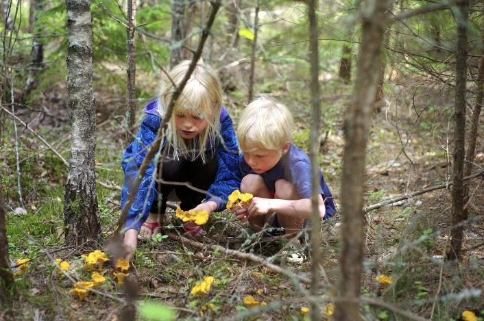 Children picking chanterelle|53f63462e9c80-wpcf_150x150<br />Foto: Polfoto|<br />